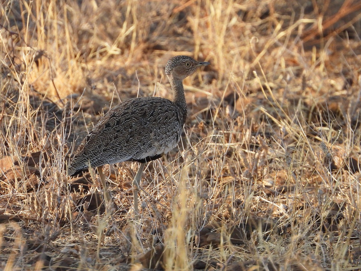 bruntopptrappe - ML646064514