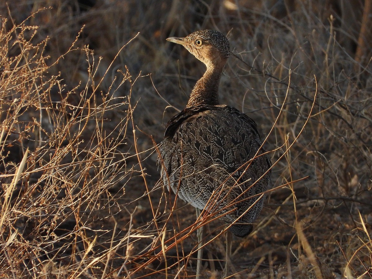 キタカンムリショウノガン - ML646064515