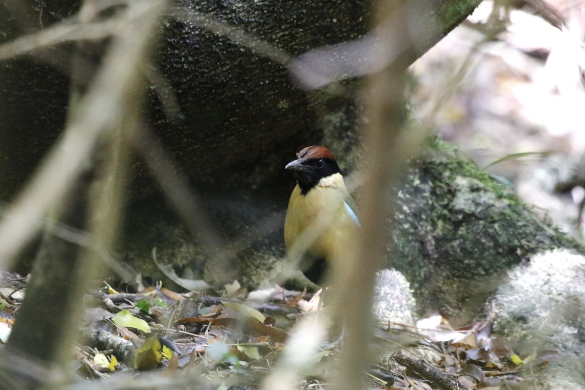 ノドグロヤイロチョウ - ML646064519