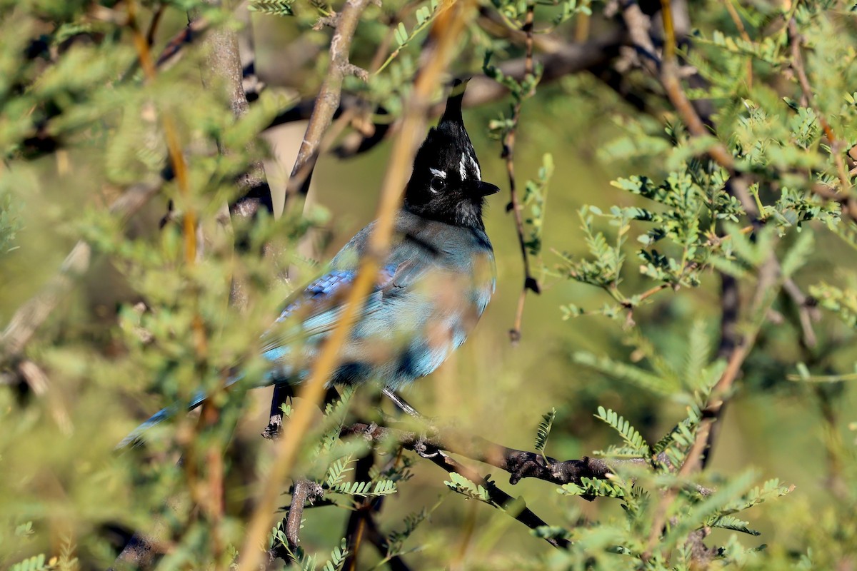 Steller's Jay - ML646064521