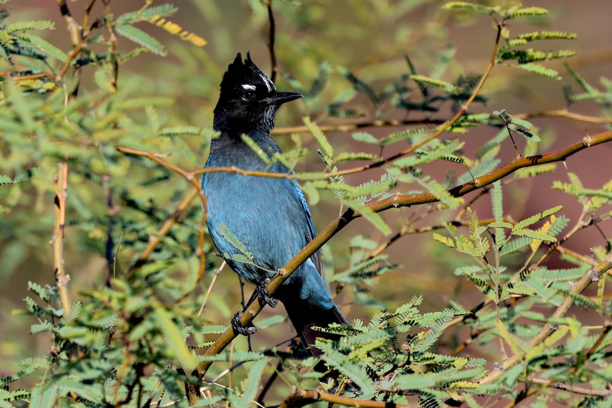 ステラーカケス - ML646064522