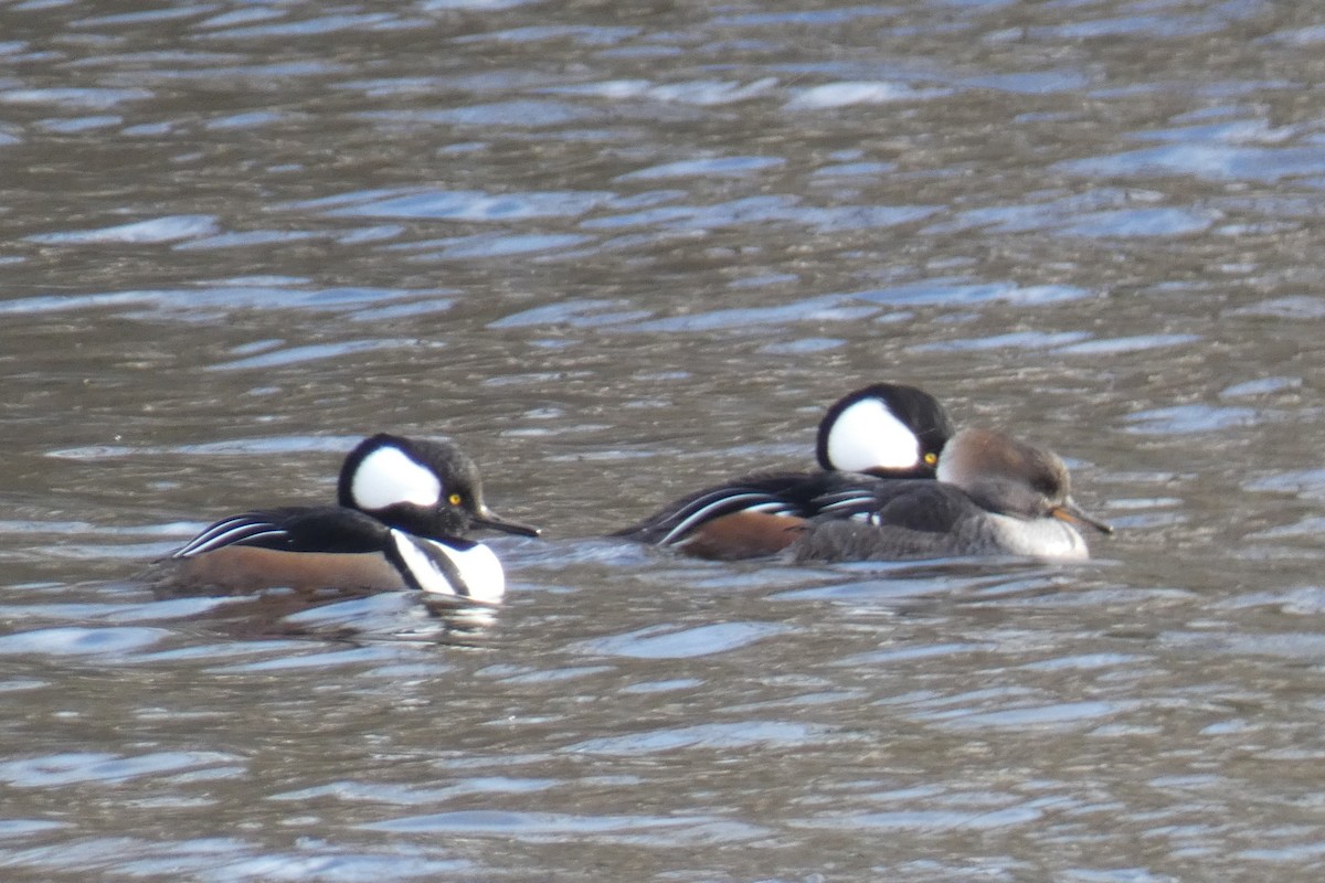 オウギアイサ - ML646064523