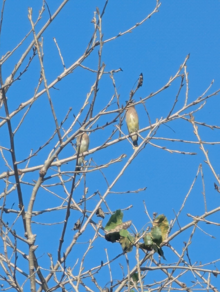 ヒメレンジャク - ML646064524