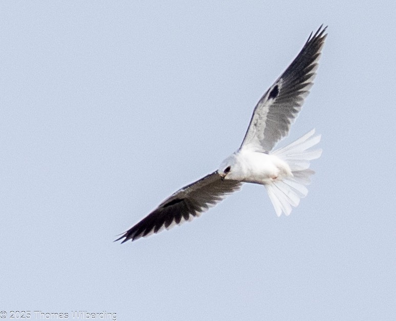 オジロトビ - ML646064528