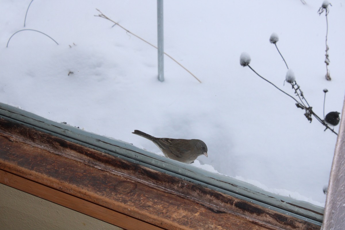 ユキヒメドリ（hyemalis／carolinensis） - ML646064530