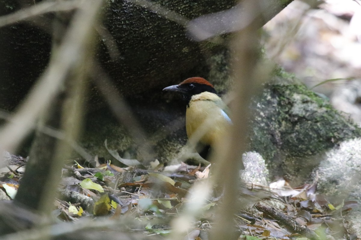 ノドグロヤイロチョウ - ML646064531