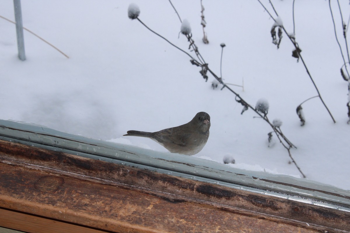 ユキヒメドリ（hyemalis／carolinensis） - ML646064532