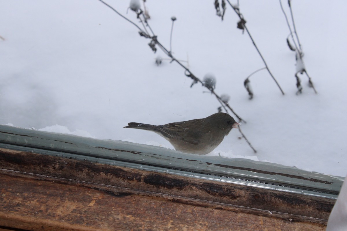 ユキヒメドリ（hyemalis／carolinensis） - ML646064533