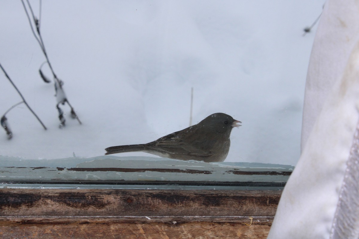 ユキヒメドリ（hyemalis／carolinensis） - ML646064534