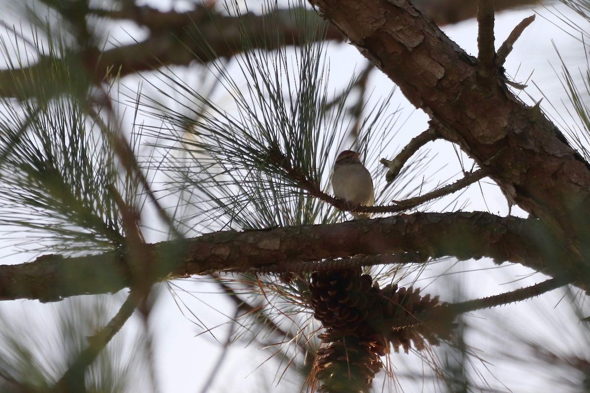 チャガシラヒメドリ - ML646064539