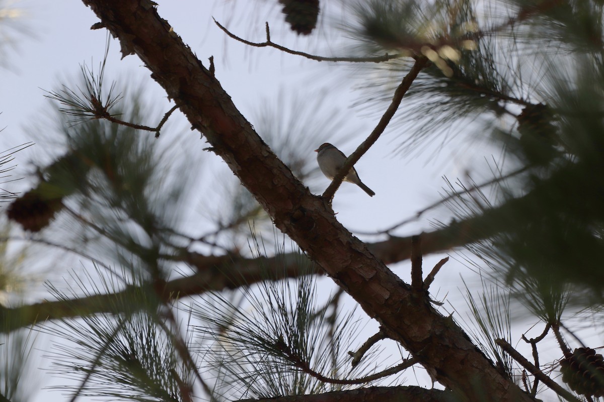 チャガシラヒメドリ - ML646064540