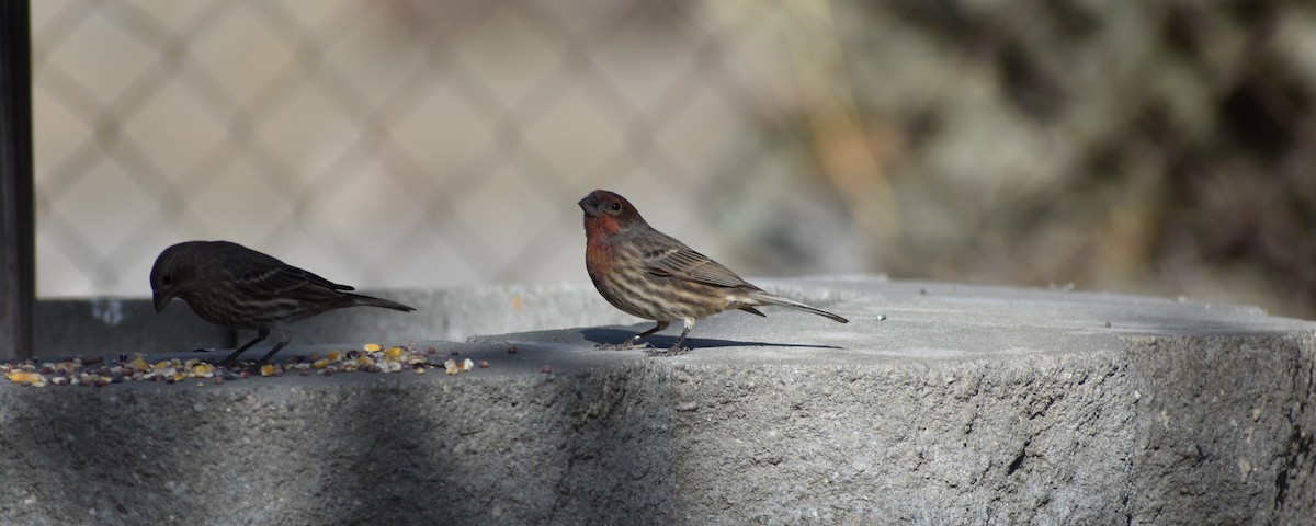 メキシコマシコ - ML646064543