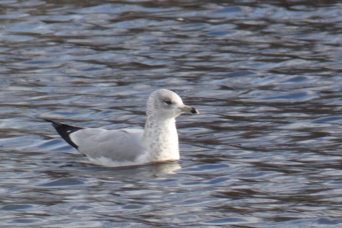 クロワカモメ - ML646064544