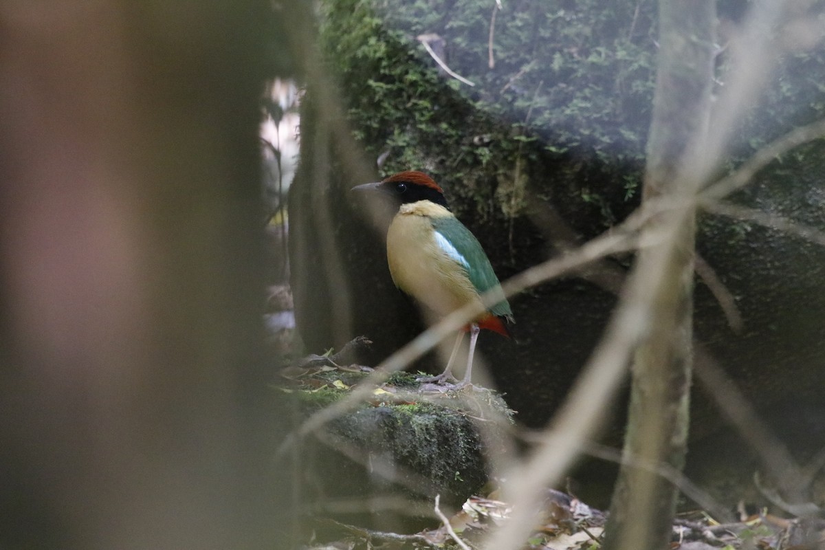 Noisy Pitta - ML646064545