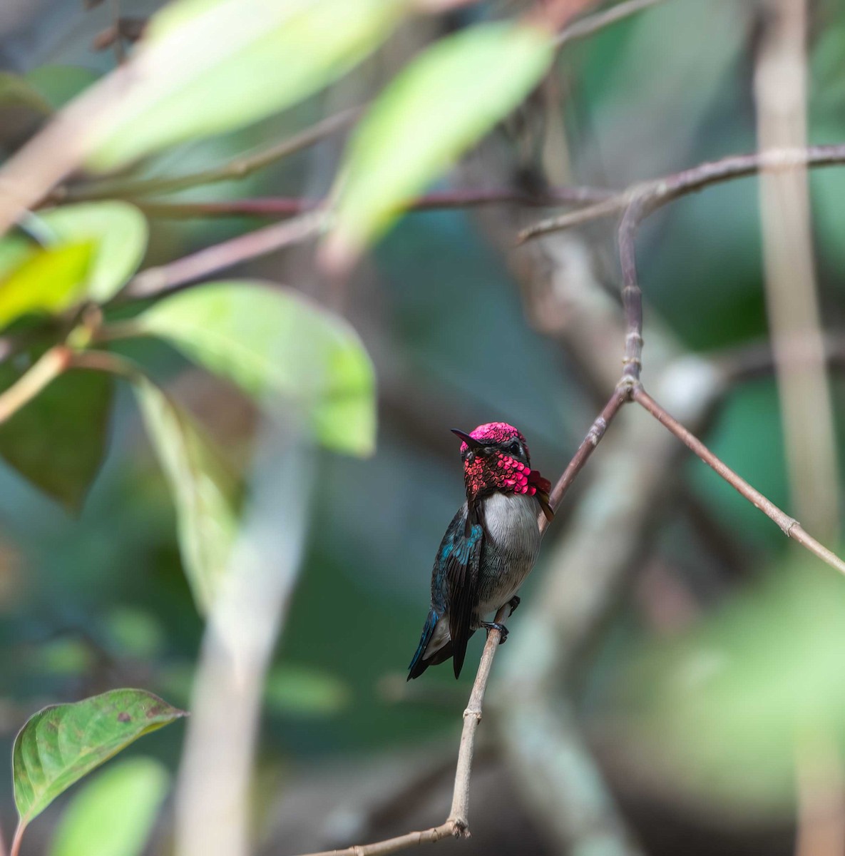 Bee Hummingbird - ML646064546