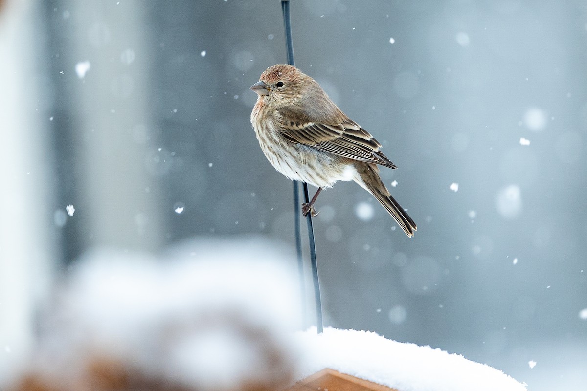 メキシコマシコ - ML646064547