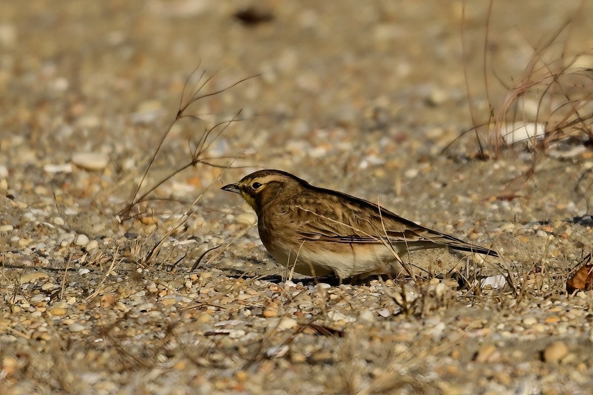 Horned Lark - ML646064552
