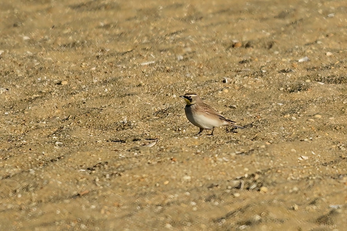 Horned Lark - ML646064553