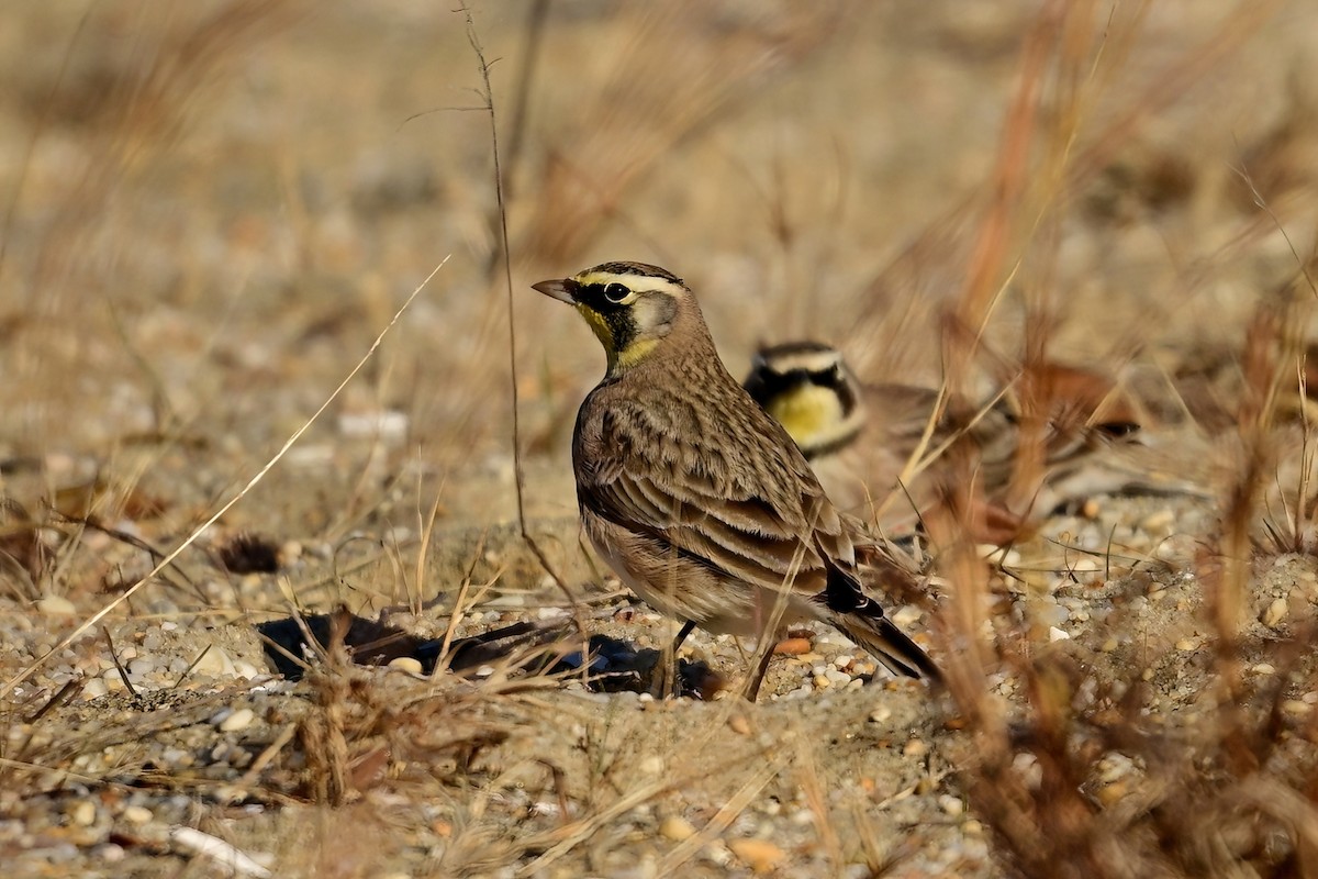 Horned Lark - ML646064555