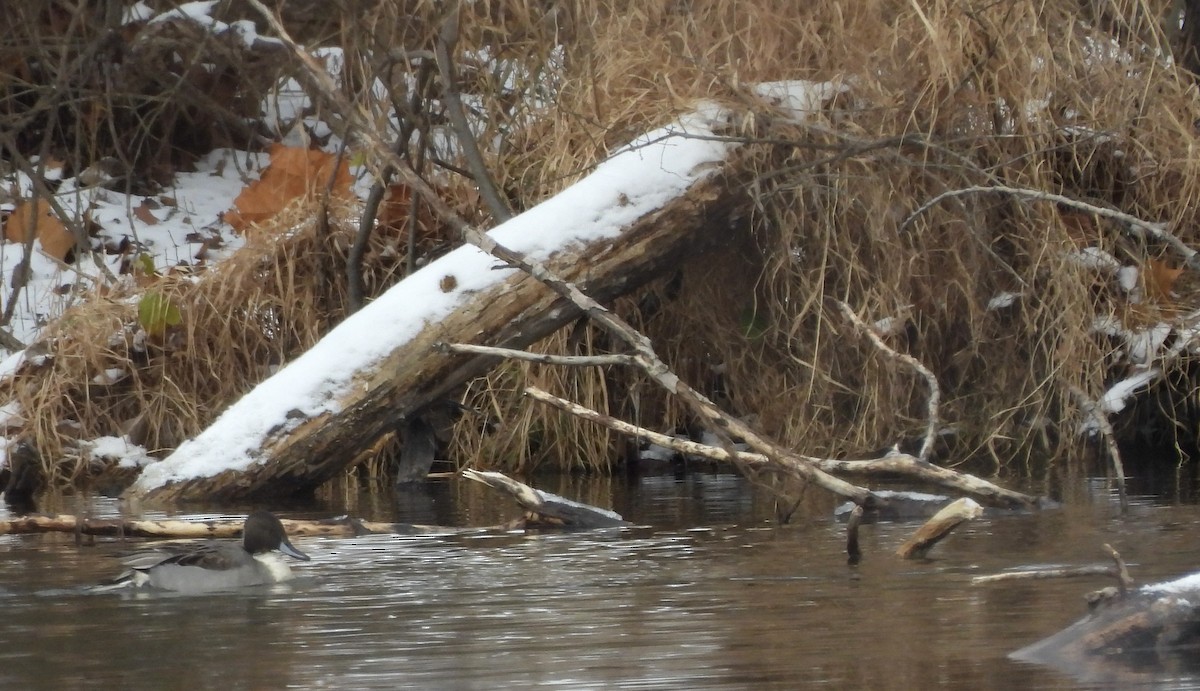 尖尾鴨 - ML646064562