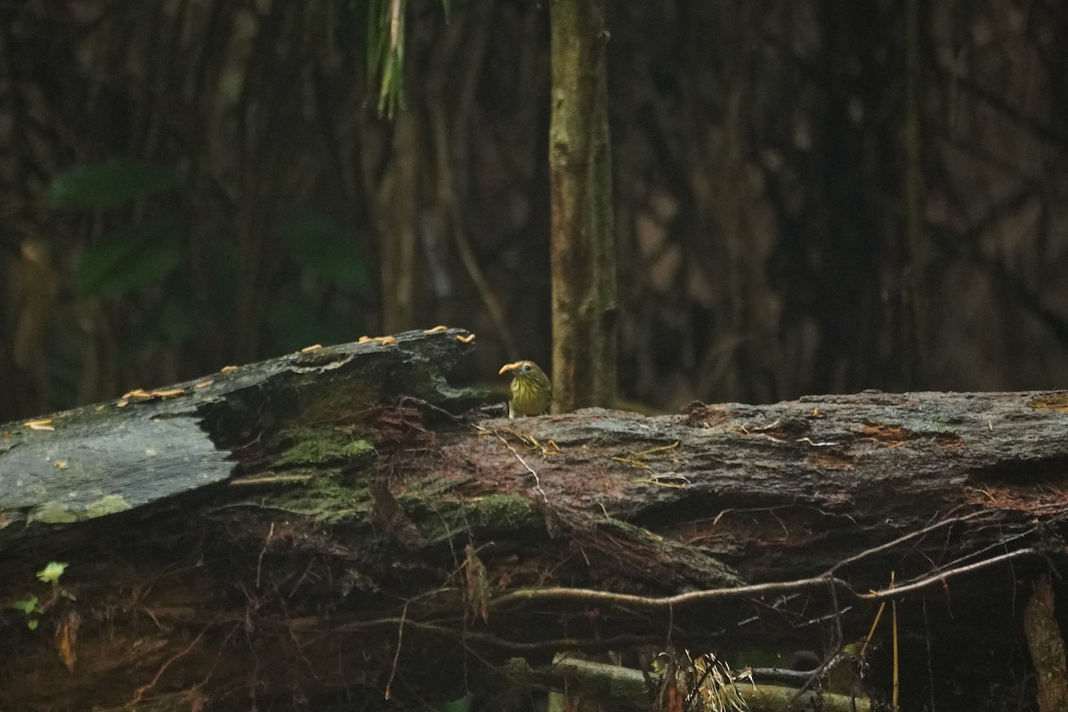 Pin-striped Tit-Babbler - ML646064563