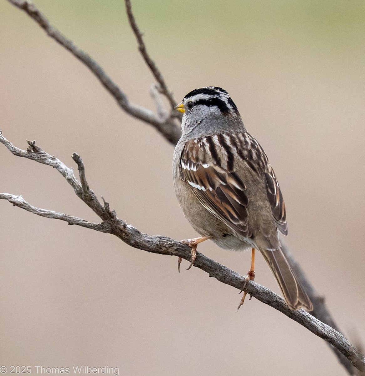 White-crowned Sparrow - ML646064566