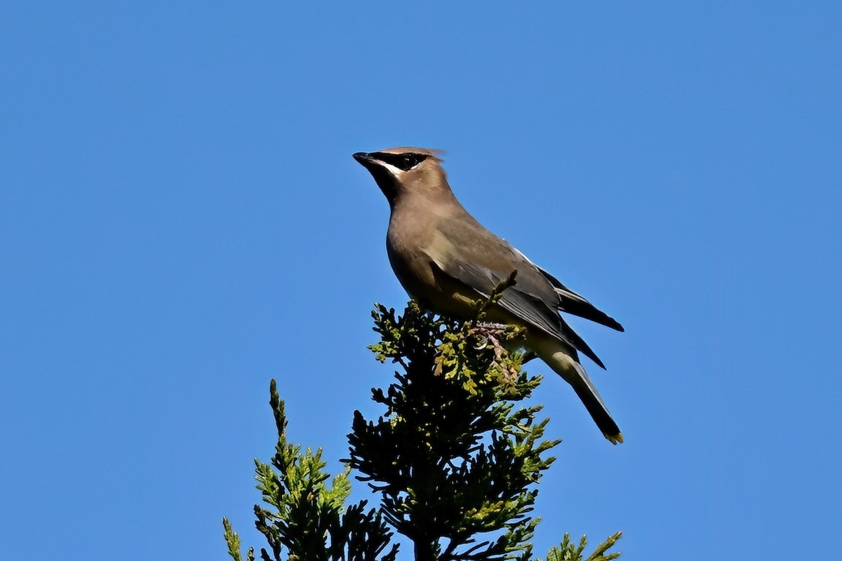 Cedar Waxwing - ML646064567