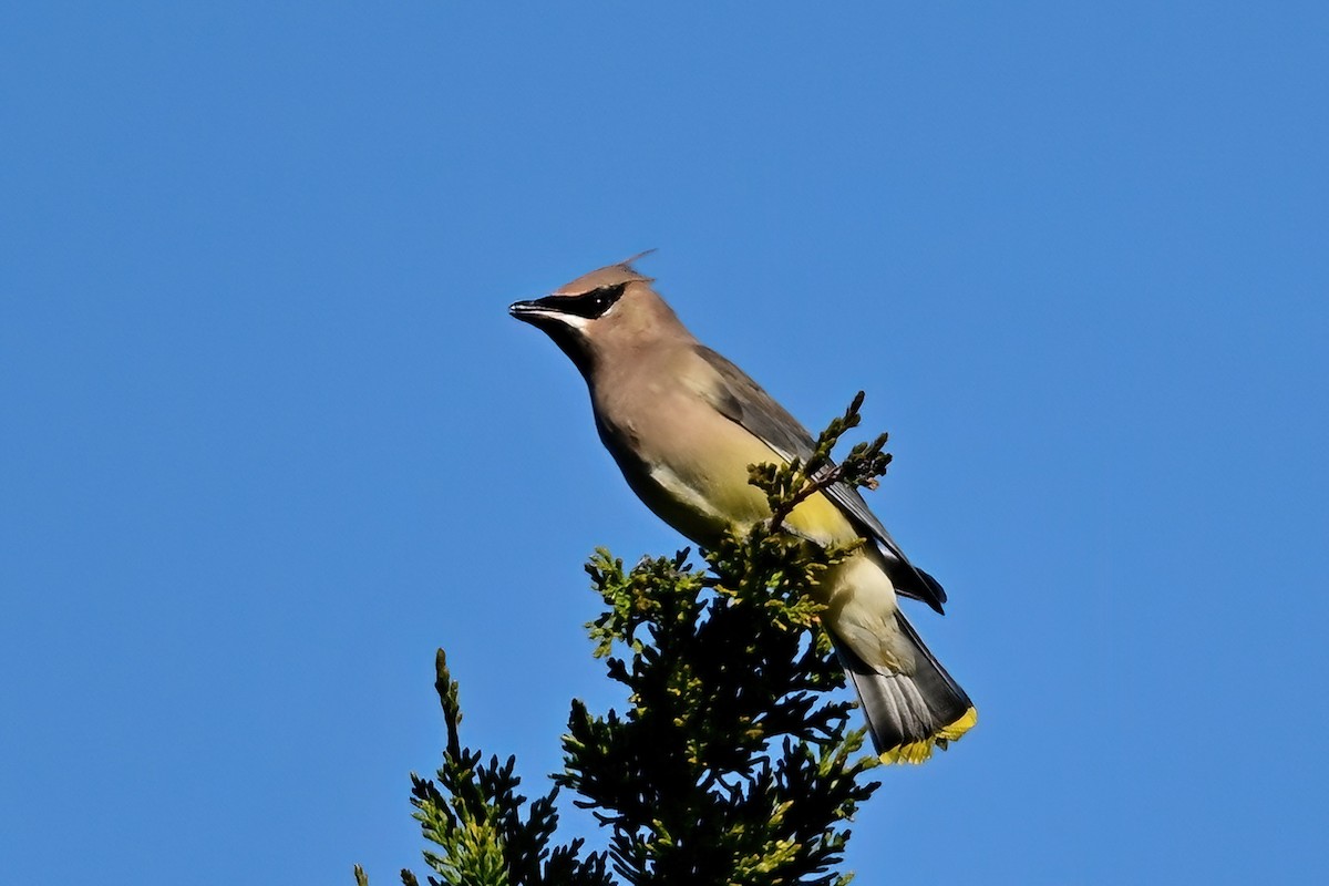 Cedar Waxwing - ML646064568