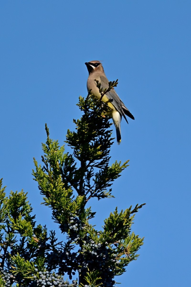 Cedar Waxwing - ML646064569