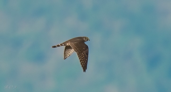 Boz Doğan - ML646064570