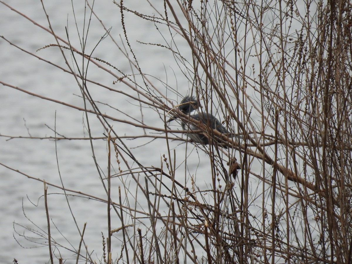 Martin handi iparramerikarra - ML646064571