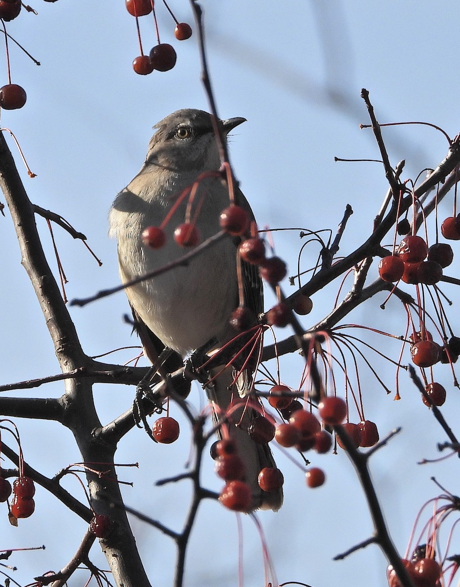 Northern Mockingbird - ML646064574
