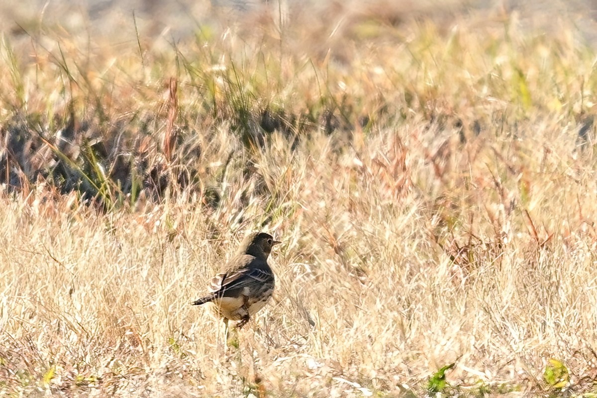 American Pipit - ML646064575