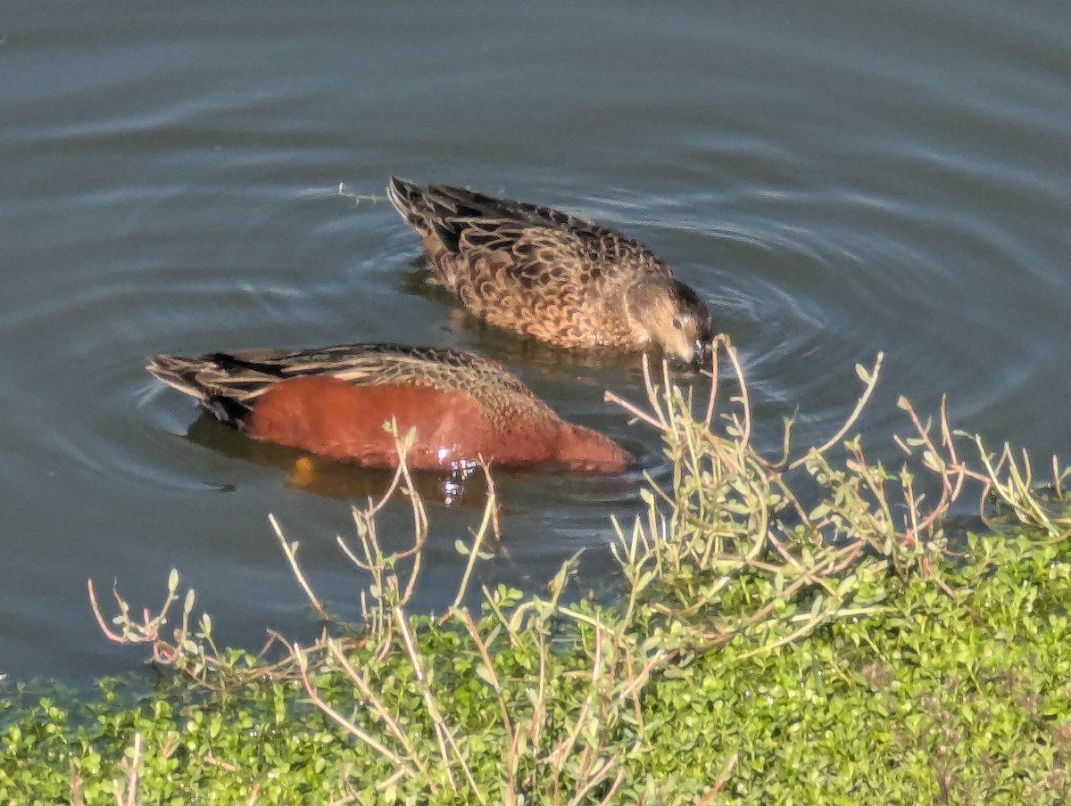 Cinnamon Teal - ML646064583