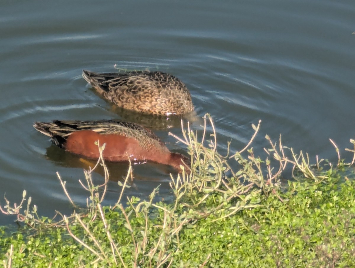 Cinnamon Teal - ML646064584