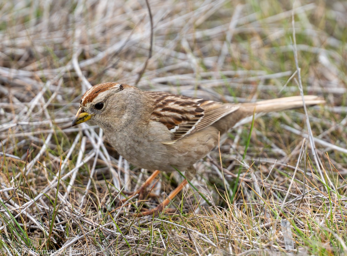 White-crowned Sparrow - ML646064587
