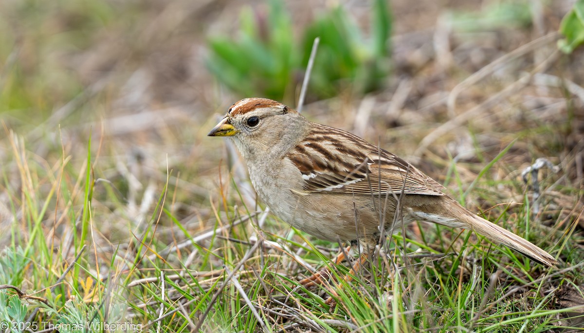 White-crowned Sparrow - ML646064588