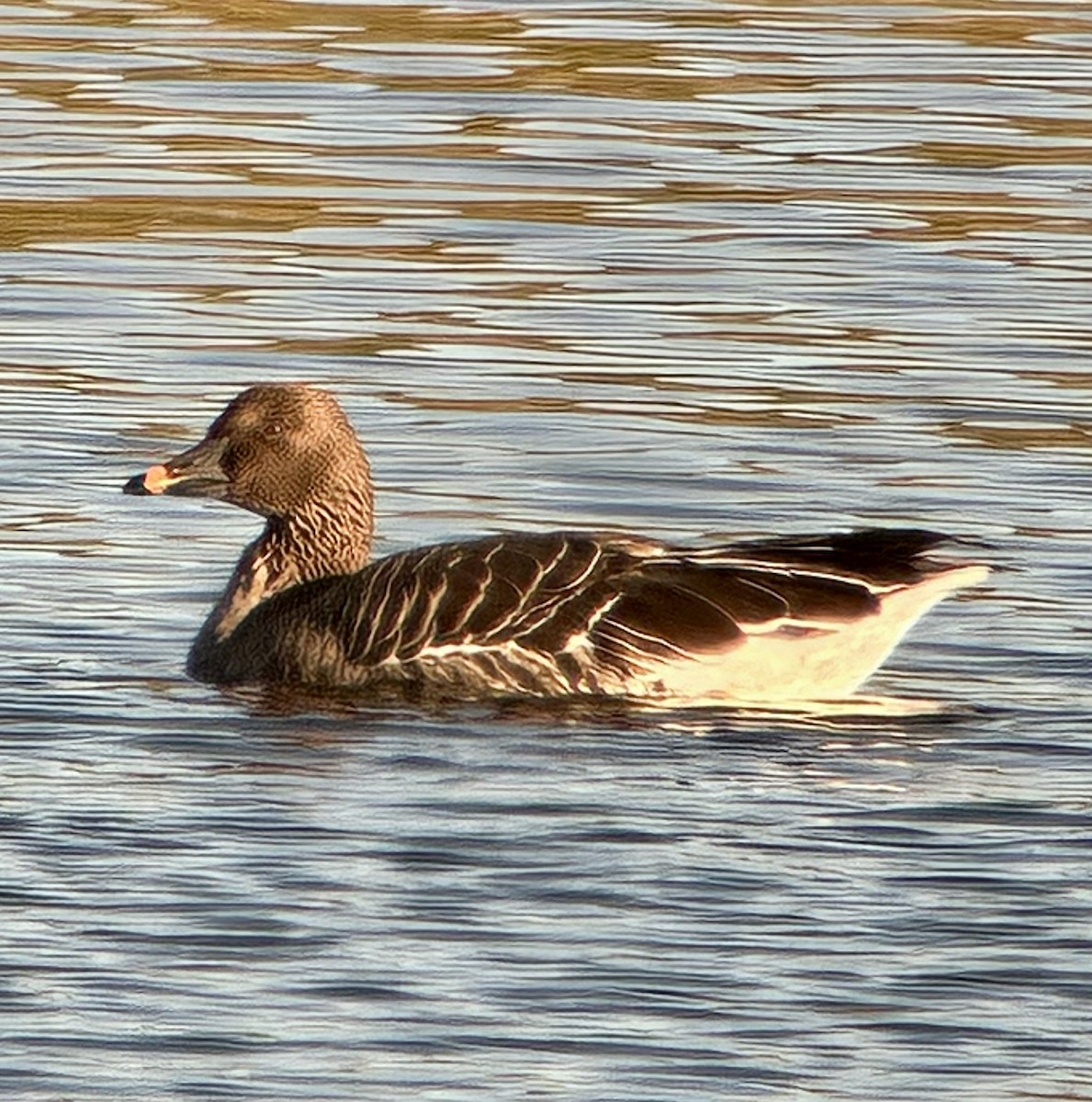 Tundra Bean-Goose - ML646064594