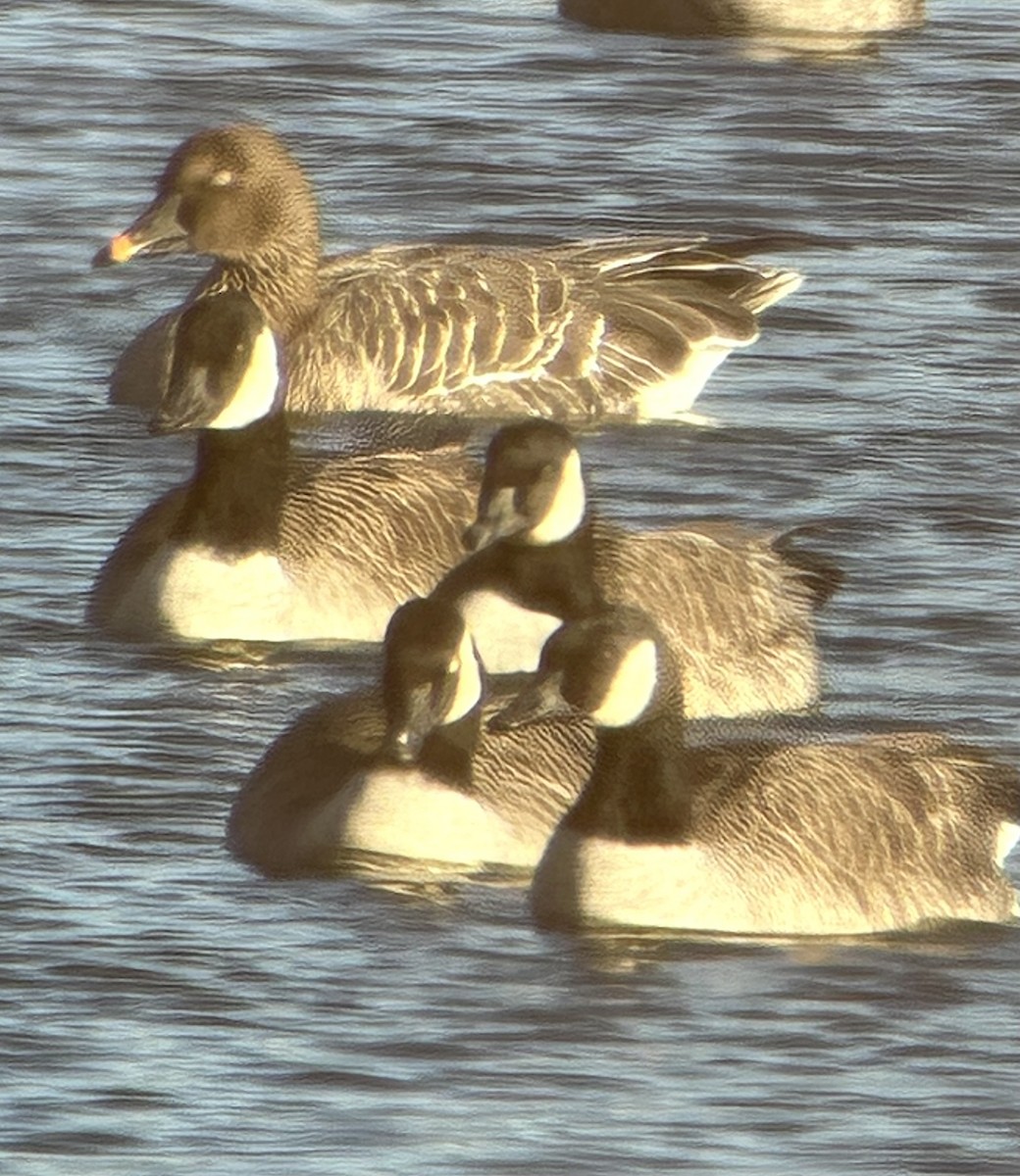 Tundra Bean-Goose - ML646064595