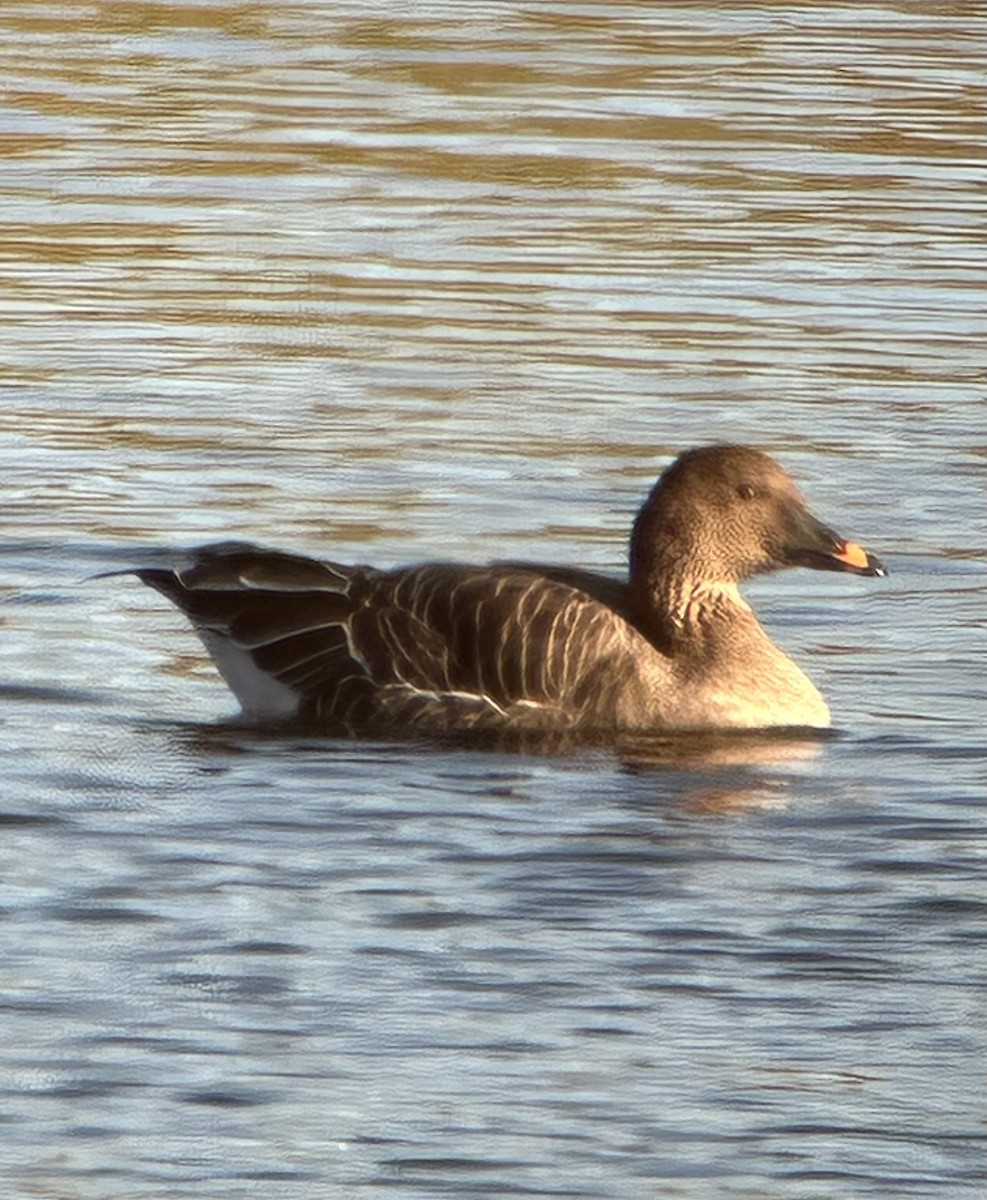 Tundra Bean-Goose - ML646064596