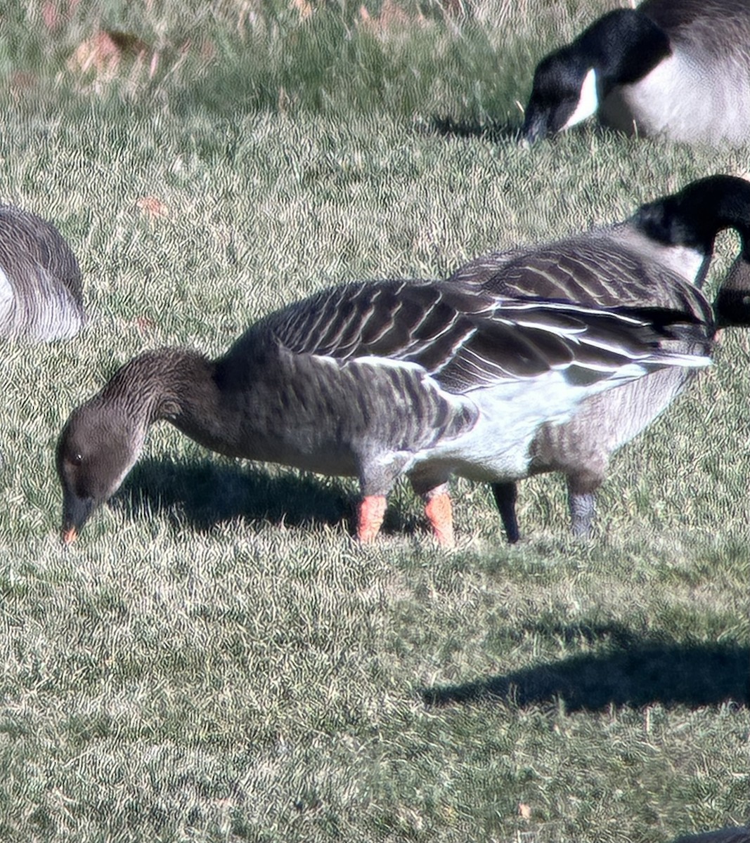 Tundra Bean-Goose - ML646064597