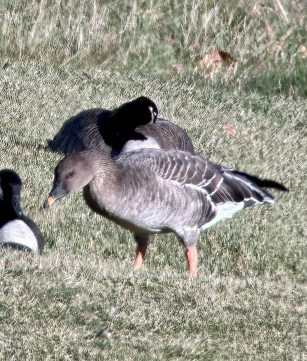 Tundra Bean-Goose - ML646064598