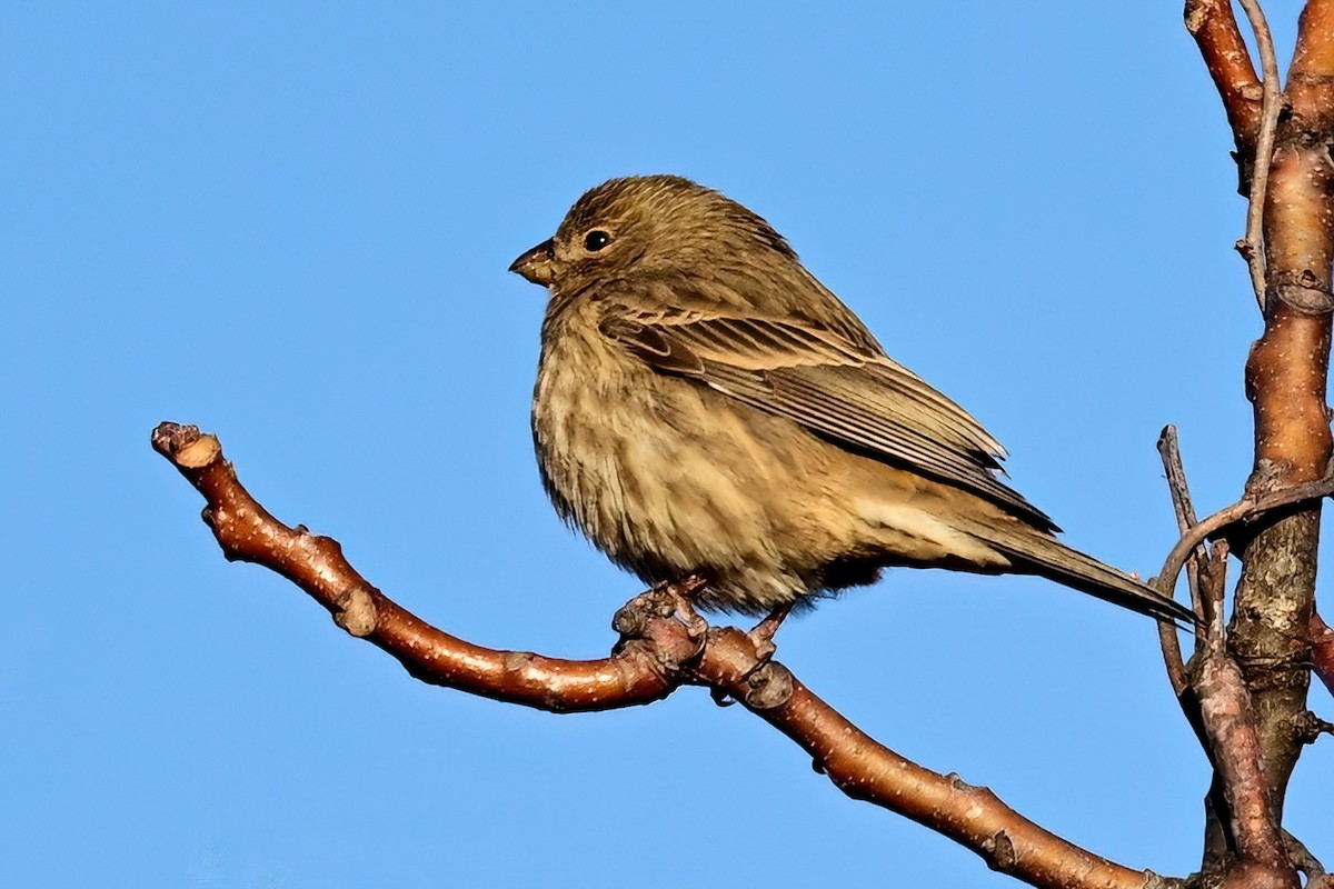 House Finch - ML646064599