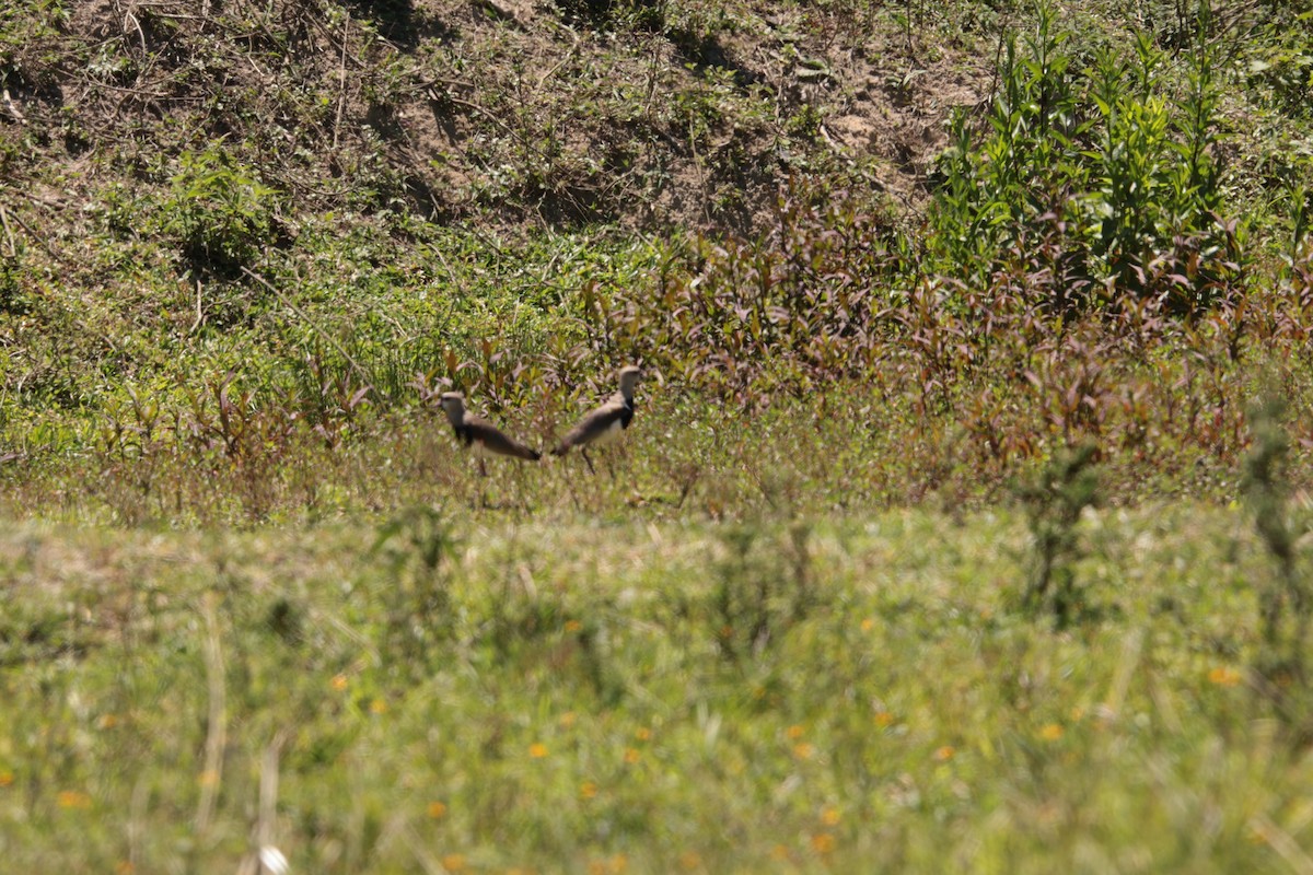 Southern Lapwing - ML646064601