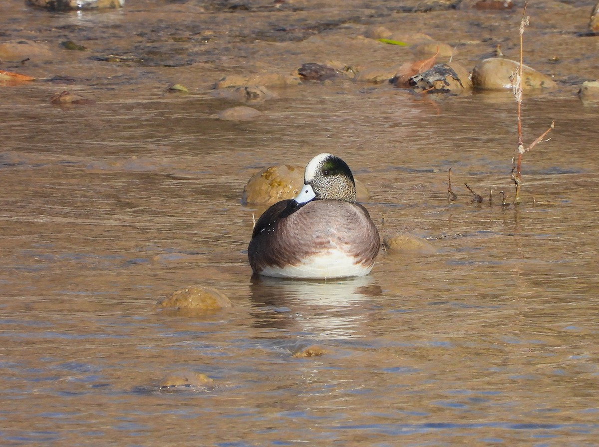American Wigeon - ML646064619