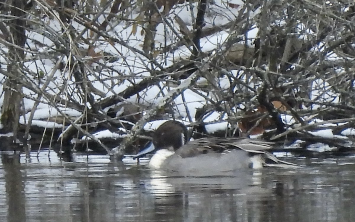 尖尾鴨 - ML646064625