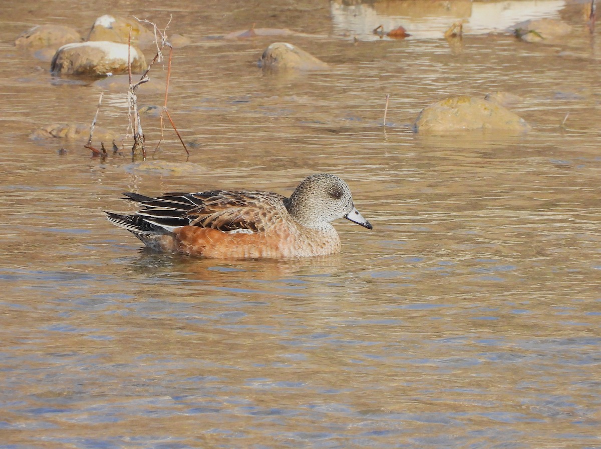 American Wigeon - ML646064634