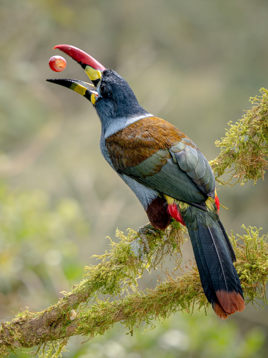 Gray-breasted Mountain-Toucan - ML646064636