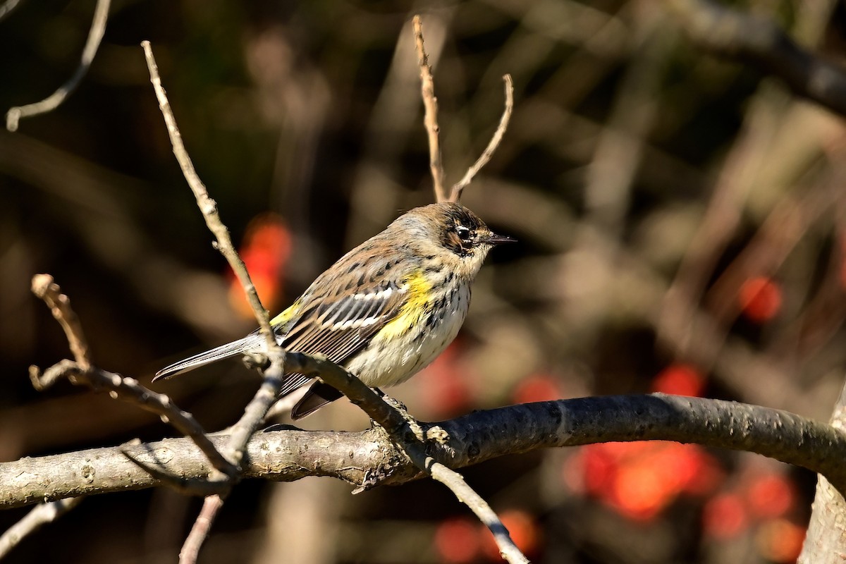Yellow-rumped Warbler - ML646064637