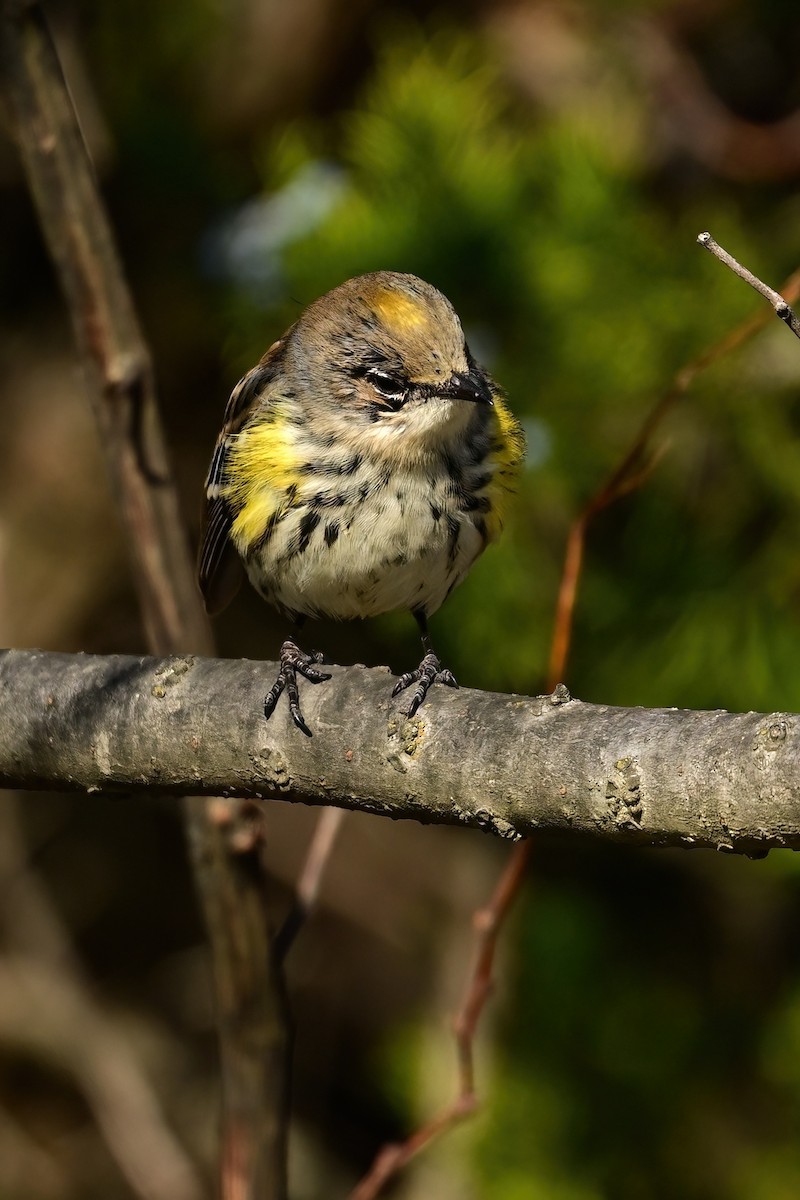 Yellow-rumped Warbler - ML646064638
